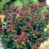 All Ornamental Shrubs * | Leucothoe Axillaris Curly Red (Pbr) | 2L Pot