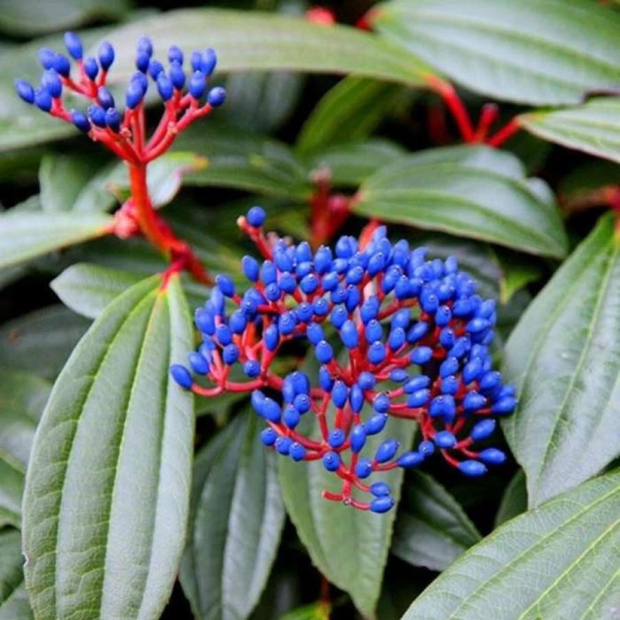 All Ornamental Shrubs * | Viburnum Davidii | 10L Pot