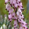 All Ornamental Shrubs * | Erica Darleyensis Ghost Hills | 9Cm Pot