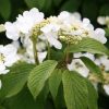 All Ornamental Shrubs * | Viburnum Plicatum F. Tomentosum Mariesii | 12L Pot