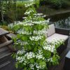 All Ornamental Shrubs * | Viburnum Plicatum F. Tomentosum Kilimanjaro ('Jww1') (Pbr) | 2L Pot