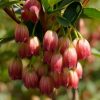 All Ornamental Shrubs * | Enkianthus Campanulatus Pagoda | 2L Pot