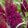 All Ornamental Shrubs * | Buddleja Sugar Plum ('Lonplum') (Pbr) | 2L Pot