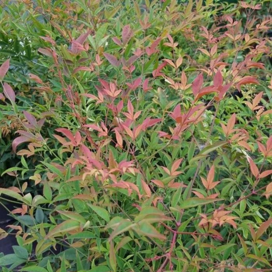 All Ornamental Shrubs * | Nandina Domestica | 12 Lt Pot