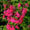 Salvia Plants * | Salvia Ping Pong | 9Cm Pot