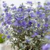 All Ornamental Shrubs * | Caryopteris Clandonensis Sterling Silver ('Lissilv') (Pbr) | 2L Pot