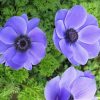 Anemone Plants * | Anemone Coronaria Harmony Blue (Harmony Series) | 2 Litre Pot