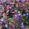 All Ornamental Shrubs * | Ceratostigma Plumbaginoides | 9Cm Pot