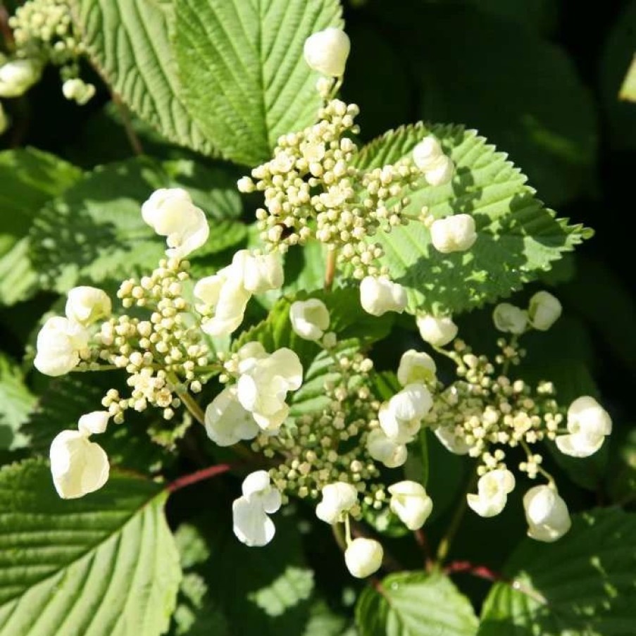 All Ornamental Shrubs * | Viburnum Plicatum F. Tomentosum Mariesii | 3L Pot