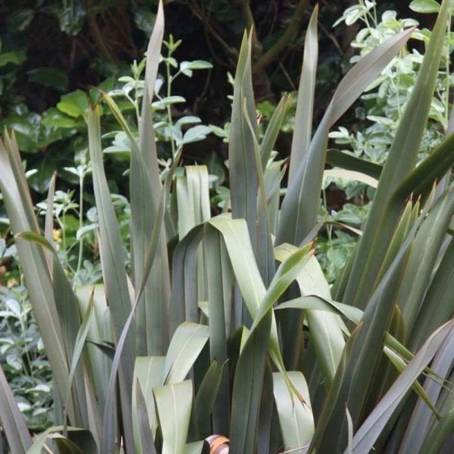 All Ornamental Shrubs * | Phormium Tenax | 7.5Lt Pot