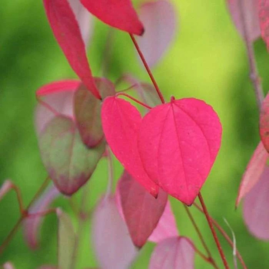 All Ornamental Shrubs * | Cercidiphyllum Japonicum | 12L Pot