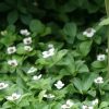 All Ornamental Shrubs * | Cornus Canadensis | 9Cm Pot