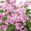 All Ornamental Shrubs * | Syringa Bloomerang Pink Perfume ('Pink Perfume') | 12L Pot