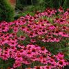 Echinacea Plants * | Echinacea Amazing Dream (Pbr) | 9Cm Pot