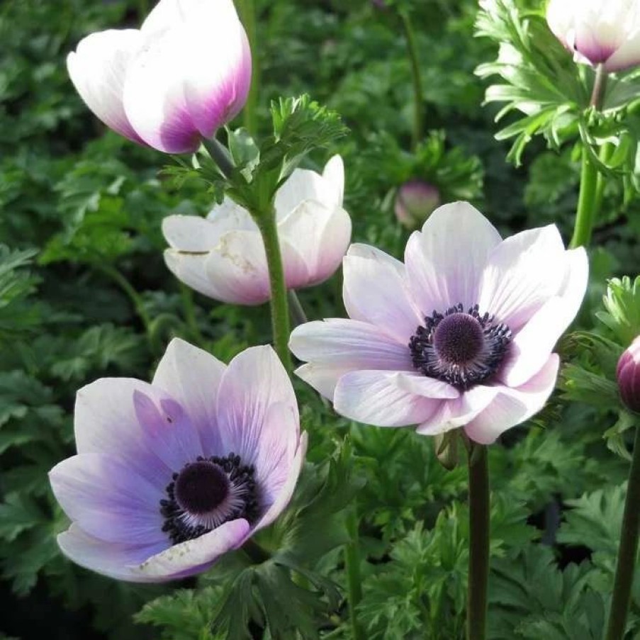 Anemone Plants * | Anemone Coronaria Harmony Pearl (Harmony Series) | 2 Litre Pot