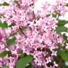 All Ornamental Shrubs * | Syringa Bloomerang Pink Perfume ('Pink Perfume') | 2L Pot