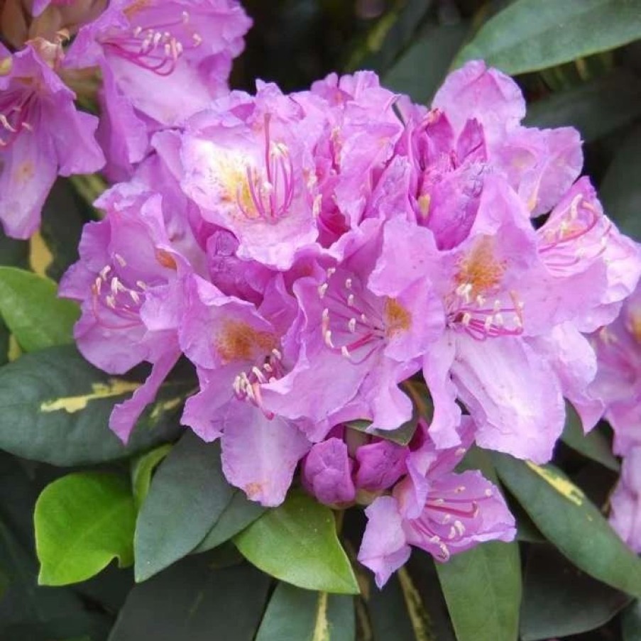 All Ornamental Shrubs * | Rhododendron Goldflimmer | 5 Litre Pot