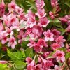 All Ornamental Shrubs * | Weigela Picobella Rosa ('Tvp2') (Pbr) | 2L Pot