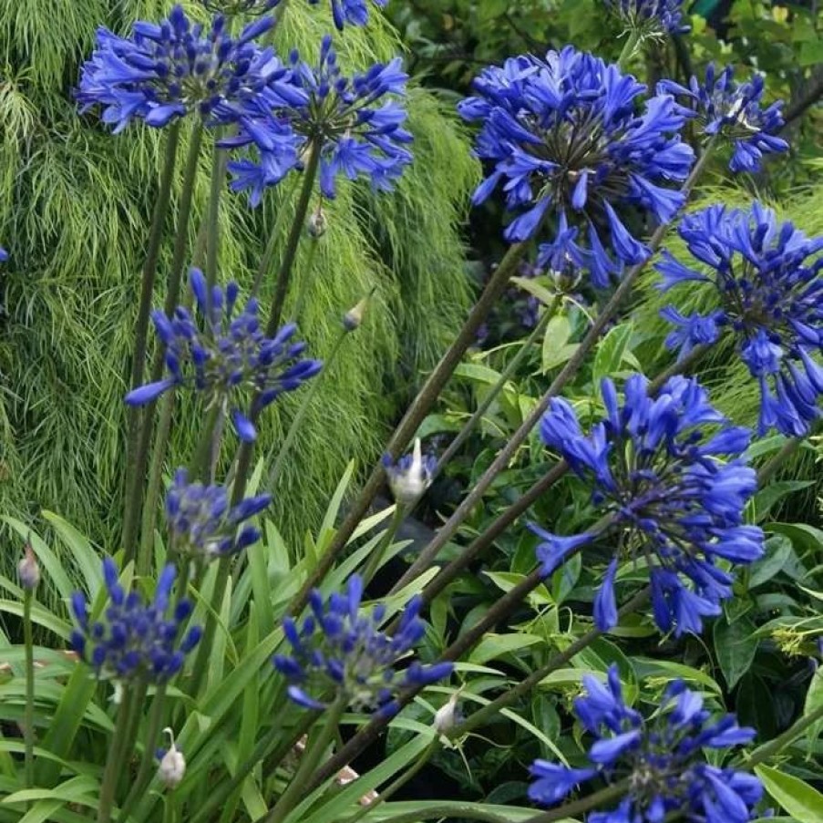 Agapanthus Plants * | Agapanthus Midnight Star | 9Cm Pot