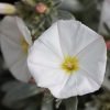 All Ornamental Shrubs * | Convolvulus Cneorum | 2L Pot