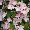 All Ornamental Shrubs * | Viburnum Plicatum F. Tomentosum Pink Beauty | 2L Pot