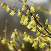 All Ornamental Shrubs * | Corylopsis Pauciflora | 12L Pot