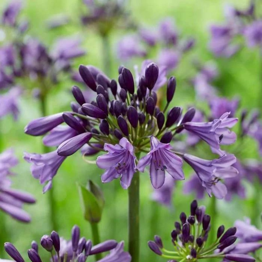 Agapanthus Plants * | Agapanthus Poppin' Purple ('Mp003') (Pbr) | 2L Pot