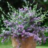 All Ornamental Shrubs * | Buddleja Pikei Unique ('Pmoore12') (Pbr) | 2L Pot