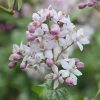 All Ornamental Shrubs * | Deutzia Hybrida Mont Rose | 2L Pot