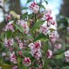 All Ornamental Shrubs * | Daphne Bholua Jacqueline Postill | 2 Litre Pot