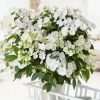 All Ornamental Shrubs * | Hydrangea Runaway Bride Snow White ('Ushyd0405') (Pbr) | 7 Lt Pot