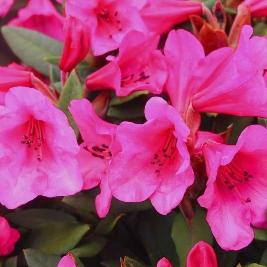 All Ornamental Shrubs * | Rhododendron (Winsome Group) Winsome | 5 Litre Pot