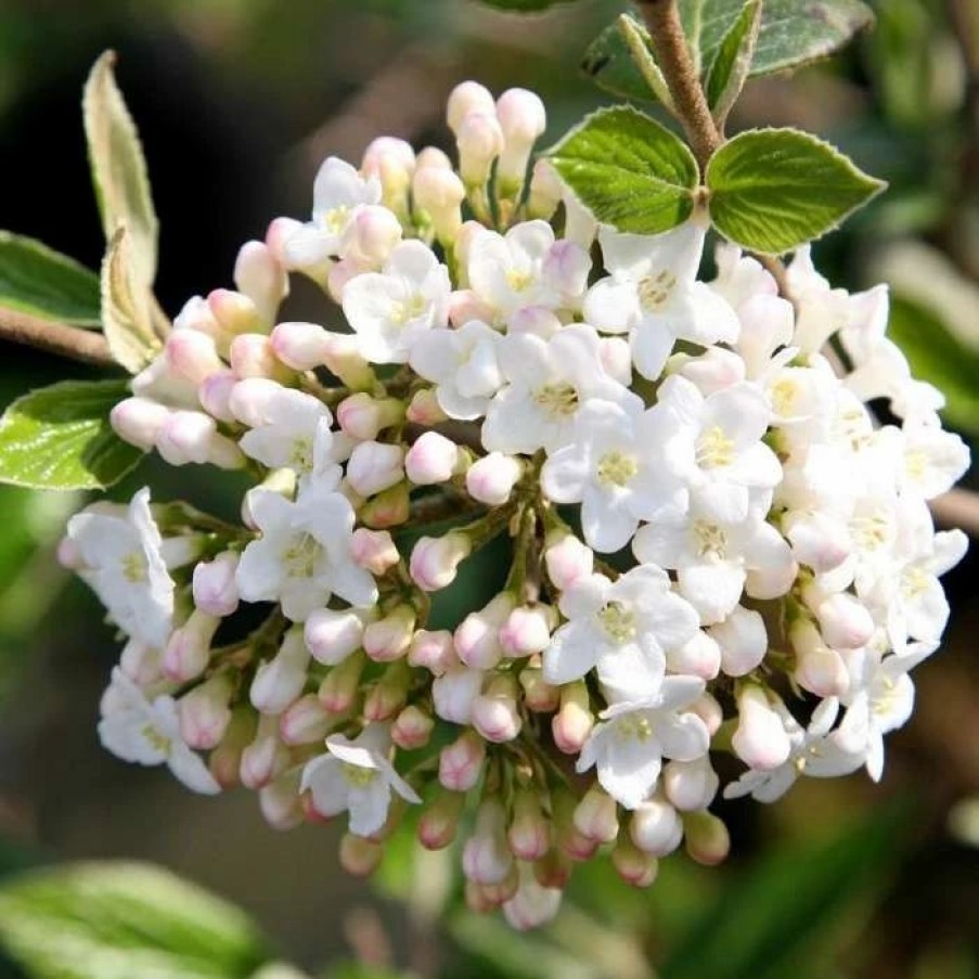 All Ornamental Shrubs * | Viburnum Burkwoodii | 12L Pot