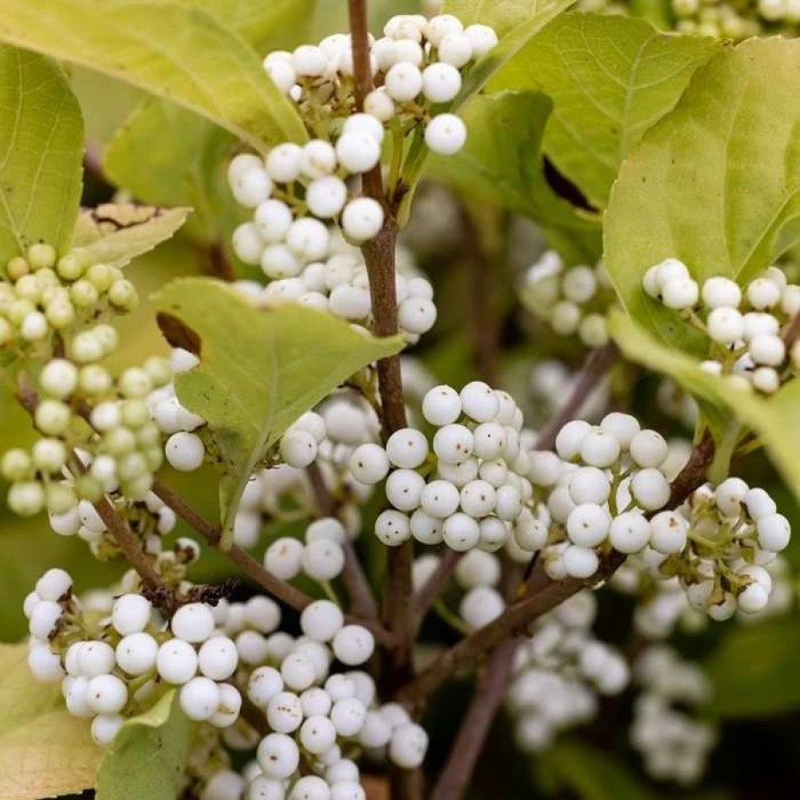 All Ornamental Shrubs * | Callicarpa Bodinieri Snowstar | 2L Pot