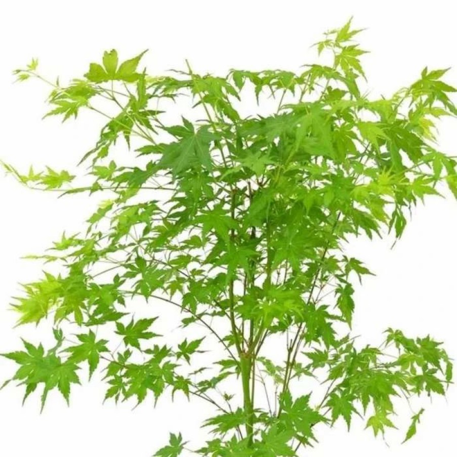 All Ornamental Shrubs * | Acer Palmatum Going Green ('Sonkootgre') (Pbr) | 3L Pot