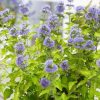 All Ornamental Shrubs * | Caryopteris Clandonensis Hint Of Gold ('Lisaura') (Pbr) | 2L Pot