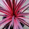 All Ornamental Shrubs * | Cordyline Australis Pink Star | 2 Litre Pot