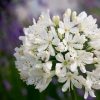 Agapanthus Plants * | Agapanthus Snow Crystal | 9Cm Pot