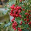 All Ornamental Shrubs * | Ilex Aquifolium Alaska | 2 Litre Pot