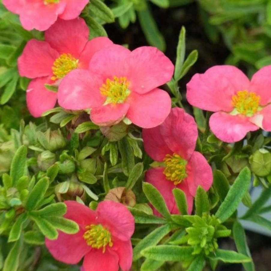 All Ornamental Shrubs * | Potentilla Fruticosa Bellissima ('Hachliss') (Pbr) | 2L Pot