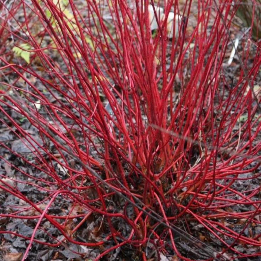 All Ornamental Shrubs * | Cornus Alba Sibirica | 2L Pot