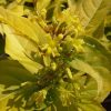 All Ornamental Shrubs * | Diervilla Rivularis Honeybee ('Diwibru01') (Pbr) | 2L Pot