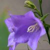 Campanula Plants * | Campanula Persicifolia | 2L Pot