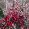 All Ornamental Shrubs * | Leptospermum Scoparium Red Damask | 2 Litre Pot