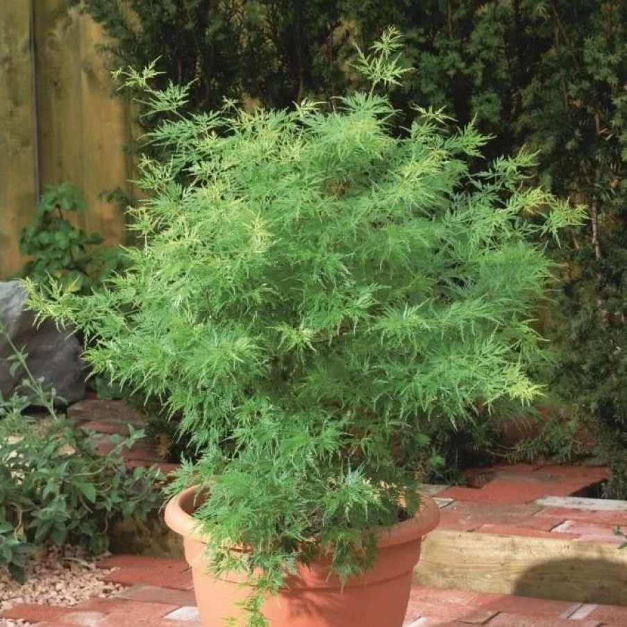 All Ornamental Shrubs * | Acer Palmatum Seiryu | 3L Pot