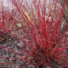 All Ornamental Shrubs * | Cornus Alba Sibirica | 9Cm Pot