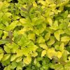 All Ornamental Shrubs * | Ligustrum Ovalifolium Lemon And Lime | 2L Pot