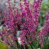 All Ornamental Shrubs * | Calluna Vulgaris Theresa | 9Cm Pot