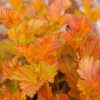 All Ornamental Shrubs * | Physocarpus Opulifolius Amber Jubilee ('Jefam') (Pbr) | 2L Pot