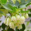 All Ornamental Shrubs * | Enkianthus Campanulatus Prettycoat ('Jww10') (Pbr) | 2L Pot